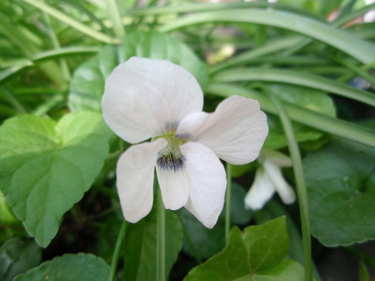 Viola sororia (/ Viola sorella